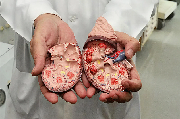 Cuidados antes do transplante — o preparo faz diferença